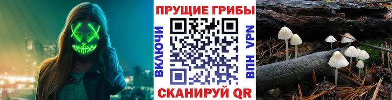 Псилоцибиновые грибы Cubensis  Волоколамск 